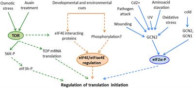 Regulation of Translation by TOR, eIF4E and eIF2α in Plants: Current Knowledge, Challenges and Future Perspectives